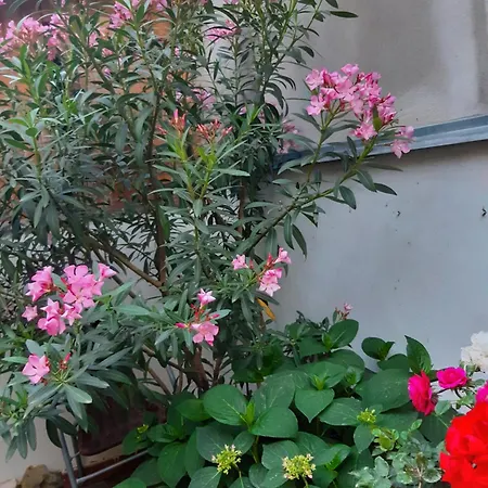 U Pani Malirky * 발티체
